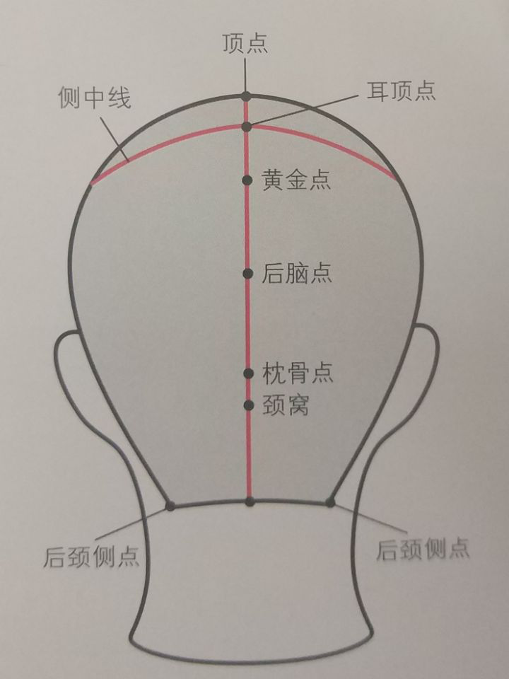 美发学校分享头部的骨骼基准点